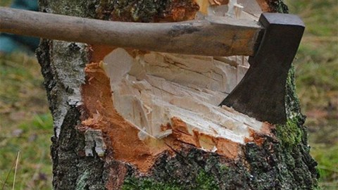 Səbaildə qanunsuz ağac kəsimi aşkarlandı 