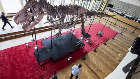 Dinozavr skeleti 5.3 milyon dollara satıldı 