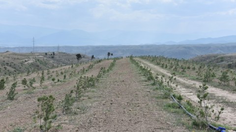 Zəngilanda 30 min ağacdan ibarət meşə massivi salındı