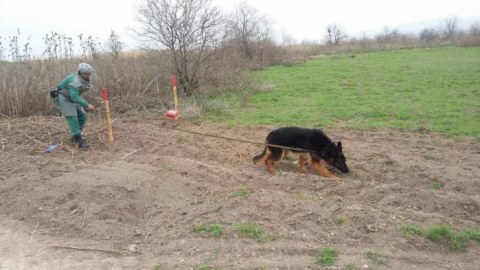 Azərbaycana yeni minaaxtaran itlər gətirildi
