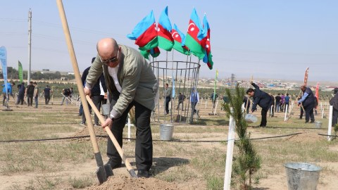 Abşeronda Eldar şamı və zeytun ağacları əkildi - FOTO