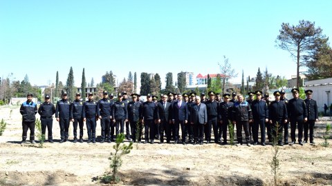 Naftalanda ağacəkmə aksiyası keçirilib - FOTOLAR