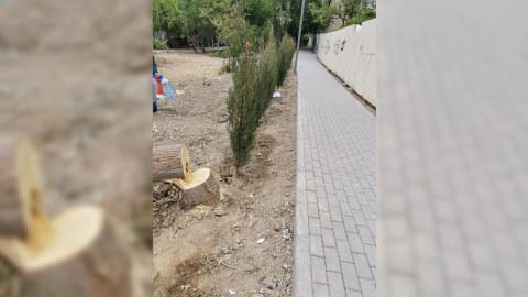 Bakıda ağaclar qanunsuz kəsilib - Araşdırma aparılır