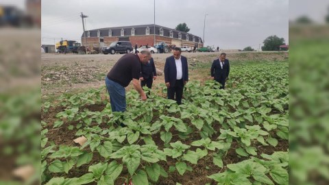 İcra başçısı fermerin günəbaxan sahəsi ilə tanış olub - FOTO