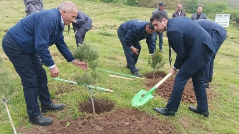 Göygöldə ağacəkmə aksiyası - FOTO