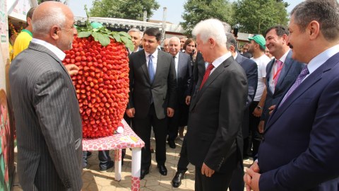 Cəlilabadda çiyələk festivalı keçirilir - FOTOLAR