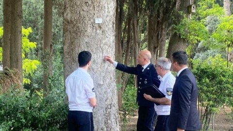 Nəbatat Bağında bəzi ağaclar kəsilir - FOTOLAR
