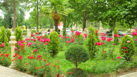 Gül-çiçəyə bürünən Goranboy - FOTOLAR