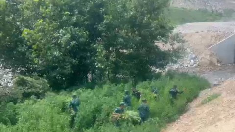 Bir tondan artıq çətənə bitkisi yandırıldı