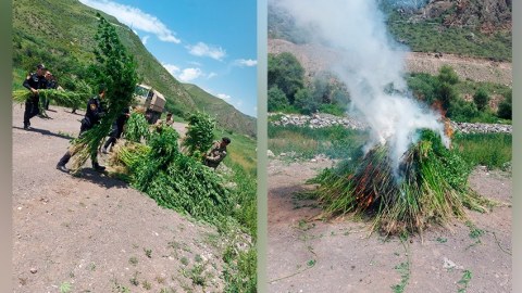 Laçında 2 tondan çox çətənə kolu məhv edildi