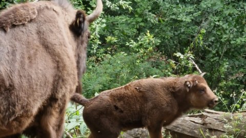 Şahdağ Milli Parkında üç zubr balası dünyaya gəlib