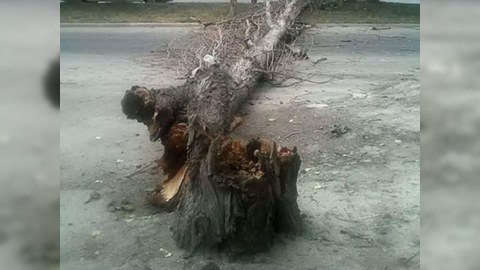 Güclü külək nəticəsində bağlanan yollar AÇILDI