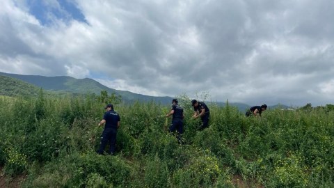 Xocavənddə narkotik tərkibli bitkilər MƏHV EDİLDİ