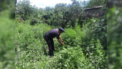 Tovuzda 11 ton çətənə kolu məhv edilib