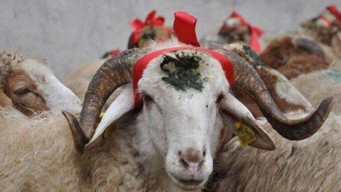 Qurbanlıq heyvanlar neçəyədir - QİYMƏTLƏR (VİDEO)