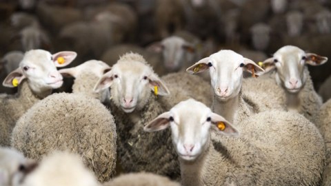 Qurbanlıq heyvanların satış və kəsim yerləri - SİYAHI