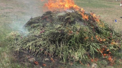 Yardımlıda 1,5 tondan artıq xaşxaş kolu yandırıldı - FOTO