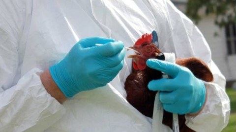 Afrikada yüksək patogenli quş qripi aşkarlandı