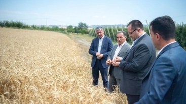 Nazir İsmayıllıda taxıl biçini prosesində iştirak etdi - FOTO