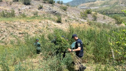 Zəngilanda üç tondan çox çətənə bitkisi MƏHV EDİLDİ