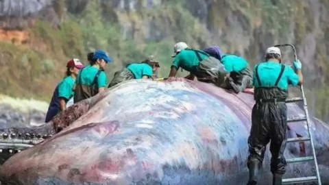 Balinanın mədəsində 500 minlik “üzən qızıl” tapıldı