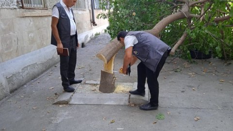 Tut ağacını kəsən qadın imiş...