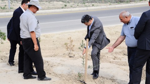 Naftalanda damcılı suvarma üsulundan istifadə olunur