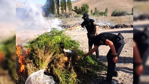 Naxçıvanda narkotik tərkibli bitkilər yandırıldı