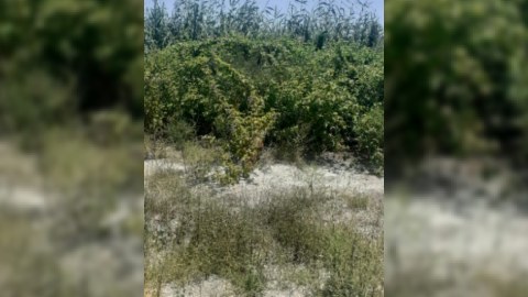 Qızılağac Milli Parkının bitki örtüyü