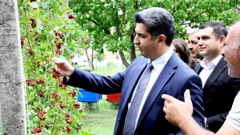 Naftalanda "Qaşaltı Bağları"na baxış keçirilib - FOTOLAR