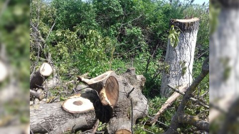 Lənkəranda 88 ağacın kəsilməsinə görə cinayət işi açıldı