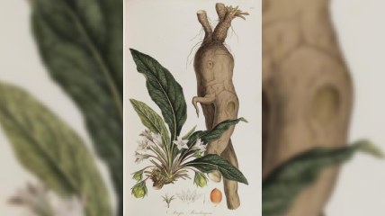 Yuxu gətirən və şəfa verən adama bənzəyən köklər