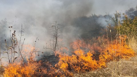 Cəlilabad və Beyləqan meşə ərazilərində yanğın olub