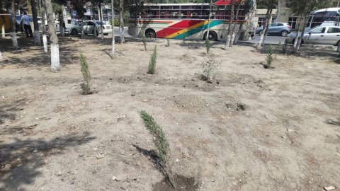 Sumqayıtda 17 ağacı qanunsuz olaraq kəsiblər