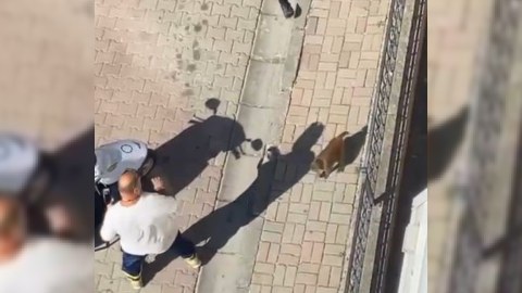 Meymun insanlara hücum etdi - 3 nəfər yaralandı