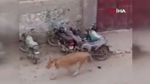 Aslan maşından qaçdı: Küçədə panika yarandı - VİDEO