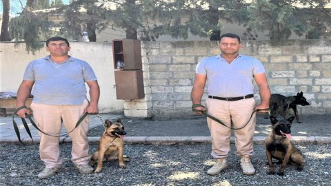 ABŞ Azərbaycana 81 minaaxtaran it verib - FOTO