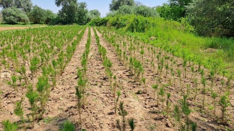 277 hektar meşə fondu ərazisi payız əkini üçün hazır vəziyyətə gətirildi