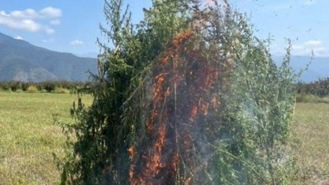 Zaqatalada 3 tondan çox narkotik bitkisi YANDIRILDI