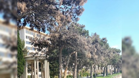 Son vaxtlar şam ağacları xəstəlikdən quruyur