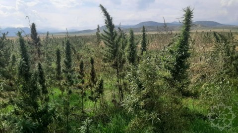 Xocalıda narkotik plantasiyası aşkarlandı - FOTOLAR