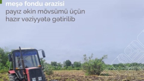416 hektar meşədə ağac əkiləcək