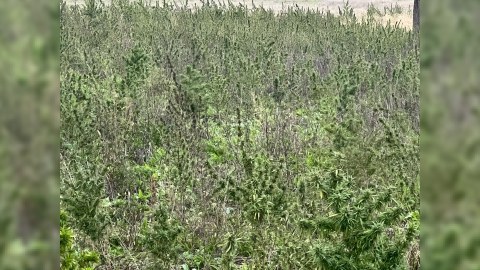 Xocalıda yeni narkotik plantasiyası aşkarlandı