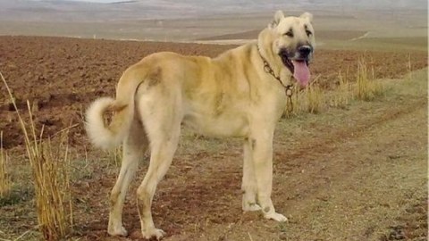Ceyranbatanda 2 min manatlıq it oğurlandı