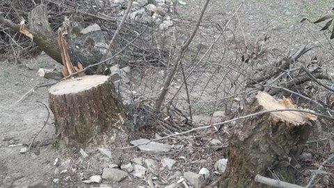 Təbiətə dəymiş ziyanla bağlı faktlar prokurorluğa göndərildi