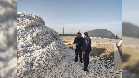 Goranboyda pambıq yığımı - FOTO