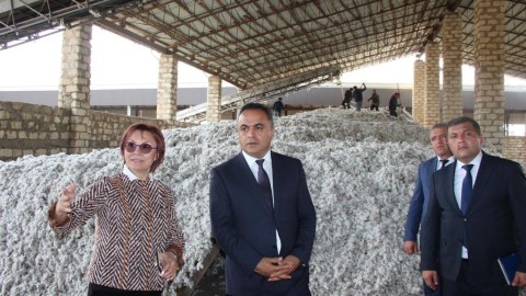 Goranboyda pambıq istehsalında uğurlu nəticə gözlənilir