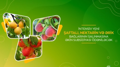 Azərbaycanda meyvə bağları salanlara subsidiya ödəniləcək