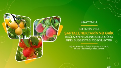 9 rayonda meyvə bağlarının salınmasına subsidiya ödəniləcək
