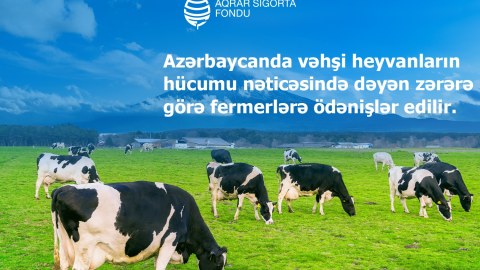 Vəhşi heyvanların hücumundan dəymiş zərərə görə fermerlərə ödənişlərə BAŞLANILIB